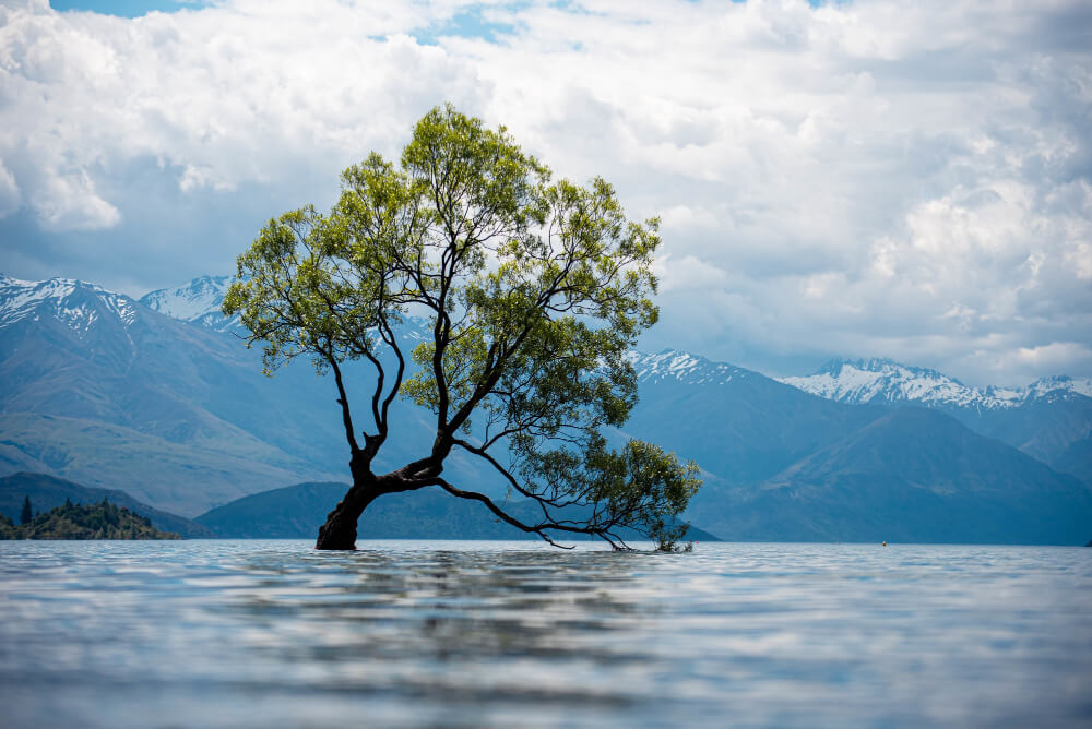 View Old Tree Lake With Snow Covered Mountains Cloudy Day V2